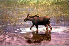 Canada-British Columbia-Cariboo Wilderness - Siwash Lake Ranch